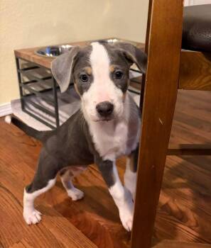 Sid -  Australian Cattle Dog Blue Heeler Dog Available for Adoption in Colorado Springs, Colorado - Sid | PetCurious