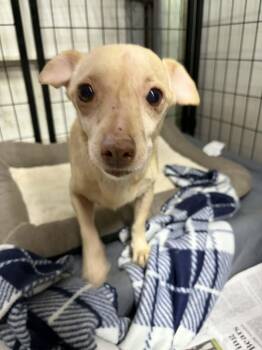 Chihuahua Dogs Available for Adoption - Pocky Paco | PetCurious