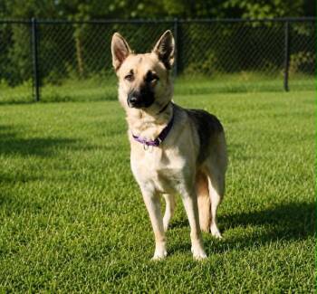 Vega -  Mixed Breed Dog for Adoption in Shelburne, Vermont - Vega | PetCurious