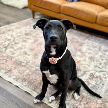 Harper tater tot cuddlepaws -  Labrador Retriever and Pit Bull Terrier Dog for Adoption in Friendswood, Texas - Harper Tater Tot Cuddlepaws | PetCurious