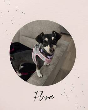 FLORA -  Dachshund Dog for Adoption in Coquitlam, British Columbia - FLORA | PetCurious