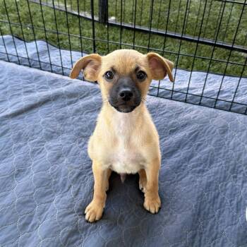 New Amsterdam -  Chug Dog for Adoption in San Diego, California - New Amsterdam | PetCurious