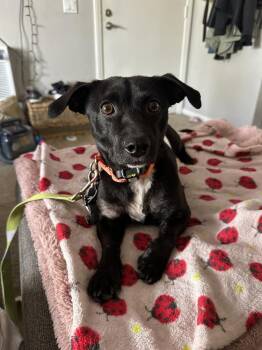 Mr. G -  Dachshund Dog for Adoption in Jamul, California - Mr. G | PetCurious