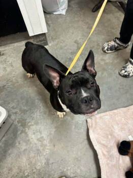 Rescue Fox Terrier and Mixed Breed Dogs for Adoption in Bowling Green, Kentucky - Tank | PetCurious