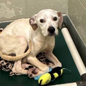 Hecate -  Pit Bull Terrier and Mixed Breed Dog for Adoption in Madison, Wisconsin - Hecate | PetCurious