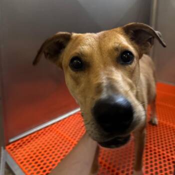 Bug -  Labrador Retriever and Mixed Breed Dog for Adoption in Reno, Nevada - Bug | PetCurious