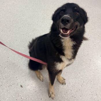 Mixed Breed Dogs Available for Adoption in Indianapolis, Indiana - Lumi | PetCurious