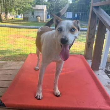 Australian Shepherd and Cattle Dog Dogs Available for Adoption in Spanish Fork, Utah - Milo | PetCurious