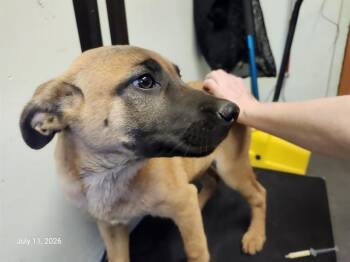 DEMBELE* -  Belgian Shepherd Malinois and Catahoula Leopard Dog Dog for Adoption in Santa Cruz, California - DEMBELE* | PetCurious
