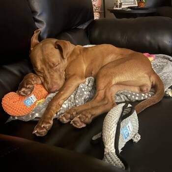 Rescue Pit Bull Terrier and Vizsla Dogs for Adoption in Mount Morris, Michigan - Penny | PetCurious