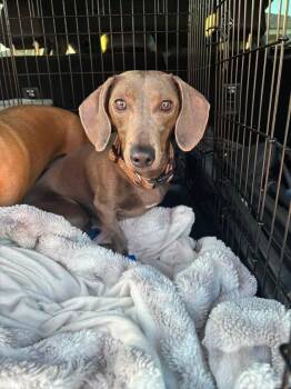 Blue -  Dachshund Dog for Adoption in Shawnee, Oklahoma - Blue | PetCurious