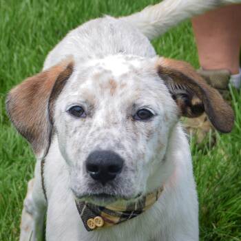 Bentley -  Cattle Dog and Labrador Retriever Dog for Adoption in Huntley, Illinois - Bentley | PetCurious