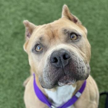 Nala -  Pit Bull Terrier Dog for Adoption in Los Angeles, California - Nala | PetCurious