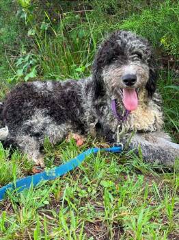 Trolly -  Poodle and Golden Retriever Dog for Adoption in Candler, North Carolina - Trolly | PetCurious