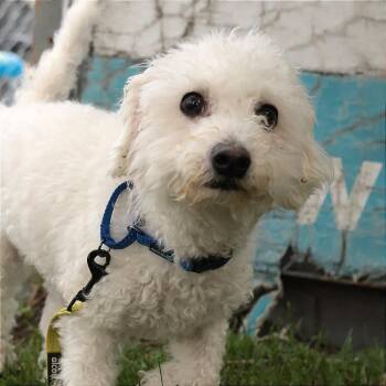 Prince -  Mixed Breed Dog for Adoption in Philadelphia, Pennsylvania - Prince | PetCurious