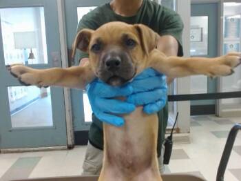 Black Mouth Cur and Mixed Breed Dogs Available for Adoption in Oklahoma City, Oklahoma - A473357 | PetCurious