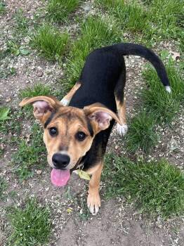 Roux -  Terrier Dog Available for Adoption in Gloucester Township, New Jersey - Roux | PetCurious