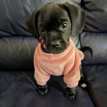Ember -  Pug and Beagle Dog for Adoption in Raleigh, North Carolina - Ember | PetCurious