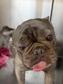 Benny Boo -  Mixed Breed Dog for Adoption in Ocala, Florida - Benny Boo | PetCurious