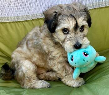 Havanese Dogs Available for Adoption in Palo Alto, California - Bedtime: Blanket | PetCurious