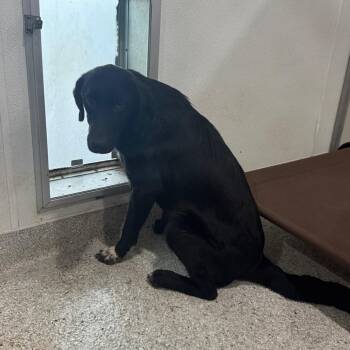 Black Labrador Retriever and German Shepherd Dog Dogs Available for Adoption in Pineville, Missouri - Kelly | PetCurious