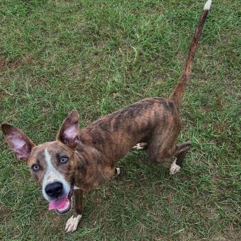 Blitzen -  Labrador Retriever Dog for Adoption in Valdosta, Georgia - Blitzen | PetCurious