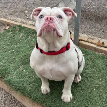 English Bulldog Dogs Available for Adoption - Tink | PetCurious