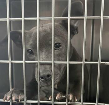 Labrador Retriever Dogs Available for Adoption - Wiggles | PetCurious