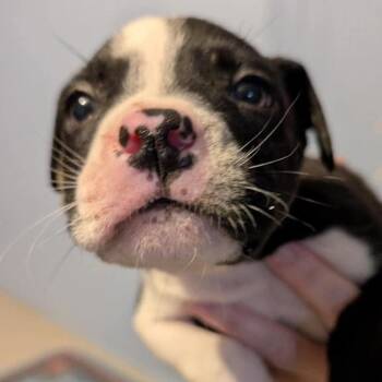 Woody -  Mixed Breed Dog for Adoption in Wichita, Kansas - Woody | PetCurious