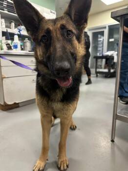 German Shepherd Dog Dogs Available for Adoption in Riverside, California - ALASKA | PetCurious