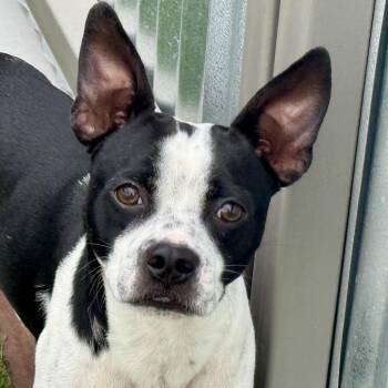 Shiner -  Boston Terrier Dog for Adoption in Hondo, Texas - Shiner | PetCurious