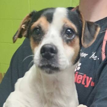 Rescue Parson Russell Terrier and Mixed Breed Dogs for Adoption in Spartanburg, South Carolina - Rocky | PetCurious