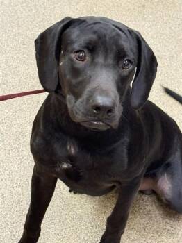 ZUKO -  Labrador Retriever and Mixed Breed Dog for Adoption in Fort Myers, Florida - ZUKO | PetCurious
