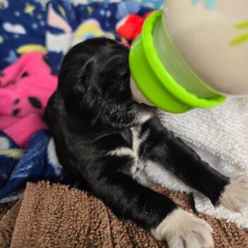 Mochi -  Mixed Breed Dog for Adoption in Newport, Tennessee - Mochi | PetCurious