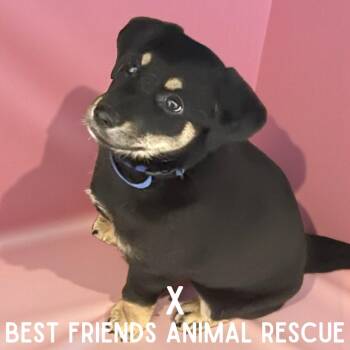 Labrador Retriever Dogs Available for Adoption - X | PetCurious