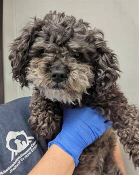 DOTTIE - IN FOSTER -  Poodle Dog for Adoption in Ontario, California - DOTTIE - IN FOSTER | PetCurious