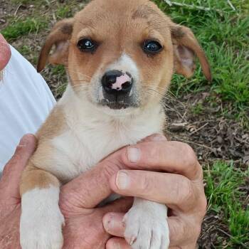 Chihuahua and Beagle Dogs Available for Adoption - Minnie | PetCurious