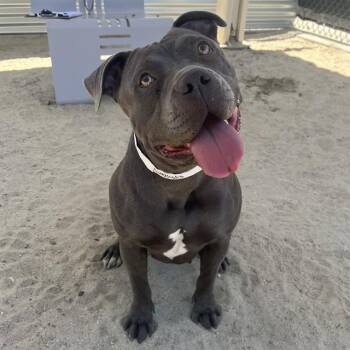 PEGGY -  Pit Bull Terrier and Mixed Breed Dog for Adoption in Thousand Palms, California - PEGGY | PetCurious