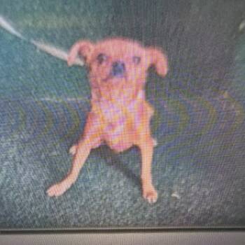 Maximus 1026 -  Chihuahua Dog for Adoption in Loxahatchee Groves, Florida - Maximus 1026 | PetCurious