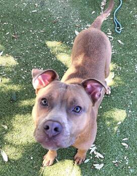 Pit Bull Terrier Dogs Available for Adoption - Blu | PetCurious