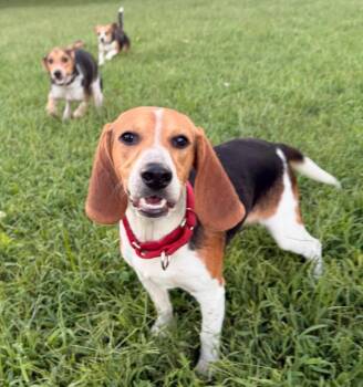 Gibbs - Fostered in SE Nebraska -  Beagle Dog for Adoption in Overland Park, Kansas - Gibbs - Fostered In SE Nebraska | PetCurious