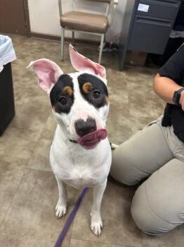 Christina Yang -  Mixed Breed Dog for Adoption in Springfield, Ohio - Christina Yang | PetCurious