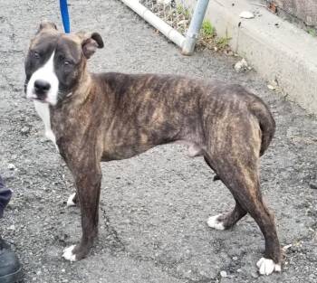 HANSEL (cc 7220) -  Pit Bull Terrier Dog for Adoption in West Orange, New Jersey - HANSEL (cc 7220) | PetCurious