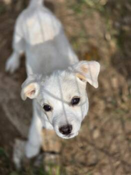 Annie -  Australian Shepherd and Mixed Breed Dog for Adoption in Carthage, Missouri - Annie | PetCurious