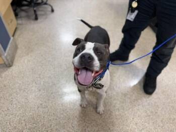 EL PRESIDENTE -  American Bulldog and Mixed Breed Dog for Adoption in Doral, Florida - EL PRESIDENTE | PetCurious