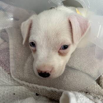 Mixed Breed Dogs Available for Adoption in Leander, Texas - Fuchsia | PetCurious