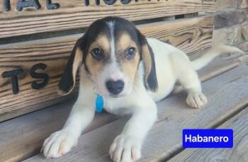 Habenero -  Beagle and Mixed Breed Dog for Adoption in Saint Clairsville, Ohio - Habenero | PetCurious