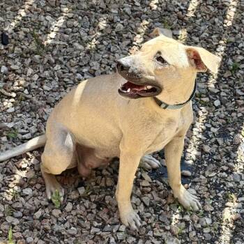 Mixed Breed Dogs Available for Adoption in Pineville, Missouri - Ducky | PetCurious