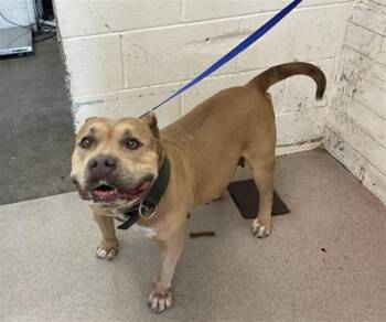 ELKTRA -  Pit Bull Terrier Dog for Adoption in San Bernardino, California - ELKTRA | PetCurious