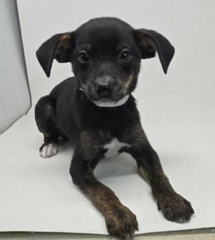 Chihuahua and Terrier Dogs Available for Adoption in Brewster, New York - Dodger | PetCurious